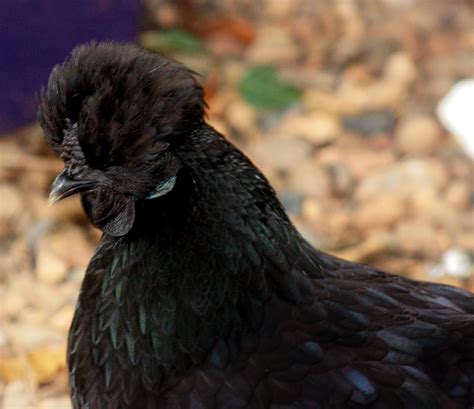 This Is A Totally Black Bantam Hen I Bred From A Combination Of Frizzle