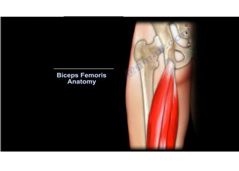 Anatomy Of Biceps Femoris Orthopaedicprinciples