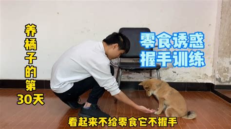 养柴犬橘子的第30天：用零食教狗狗握手。狗子：没有零食别想握手 Youtube