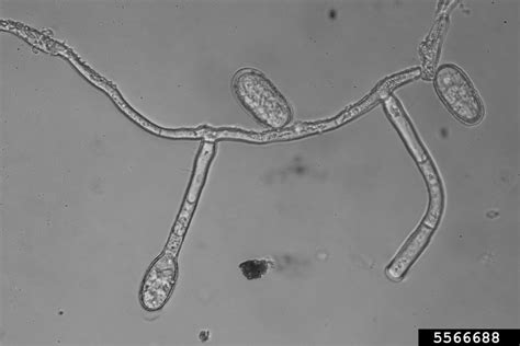 Powdery Mildew Genus Erysiphe