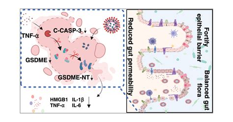 Alleviating Pyroptosis Of Intestinal Epithelial Cells To Restore