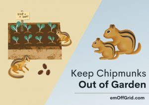 Ways To Keep Chipmunks Out Of Garden