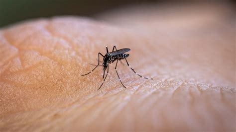 Como Evitar O Mosquito Da Dengue Em Casa Confira Os Cuidados Básicos