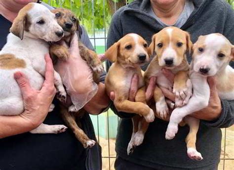 Cachorritos Mestizos De Talla Mediana En Adopción Castellón