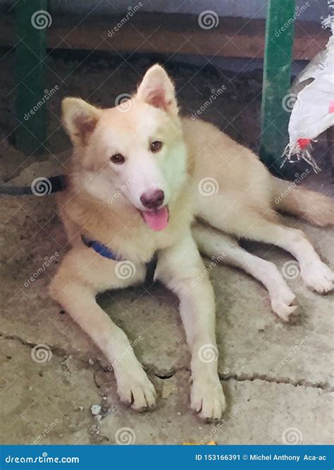 Husky Labrador Mix Breading Stock Image - Image of breading, labrador