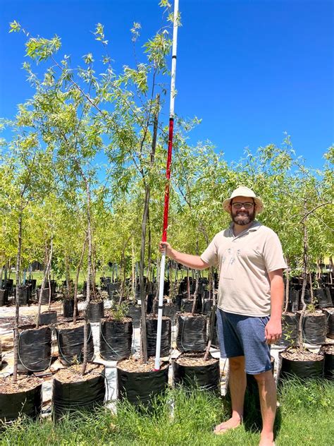 White Karee Tree Witkareeboom Mooiwater Indigenous Tree Nursery