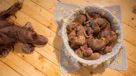 Qué Preguntas Debo Hacer Al Comprar Un Cachorro