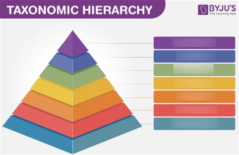 Taxonomic Hierarchy Diagram Quizlet