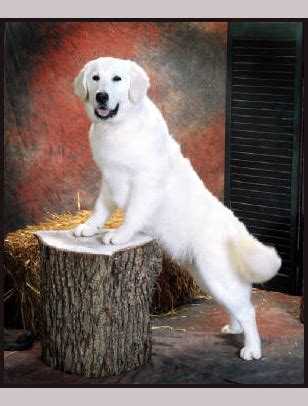 White golden retriever puppies |Funny Animal