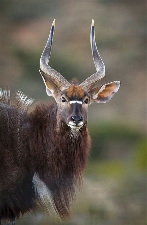 The Nyala Is A Large Spiral Horned Antelope Native To Southern Africa