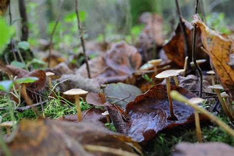 Jamur Hutan Daun Daun Foto Gratis Di Pixabay Pixabay