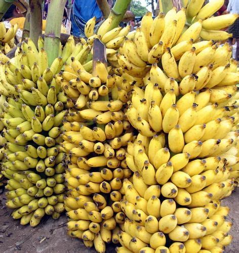 Bananas In Thoothukudi Latest Price Mandi Rates From Dealers In