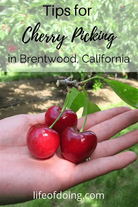 Tips for Cherry Picking Season in Brentwood, California