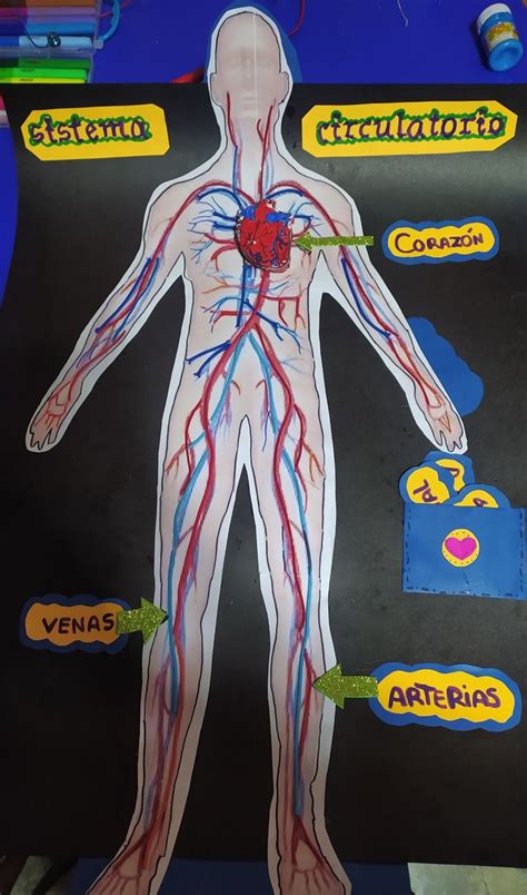 Sistema Circulatorio Maqueta Sistema Circulatorio Maqueta Sistema