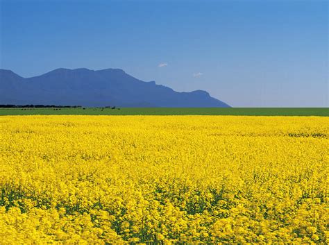 Canola Crop At Willaura Near The Grampians Victoria Australia