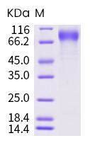 Human Recombinant Gpnmb Osteoactivin Protein Ecd His Tag From