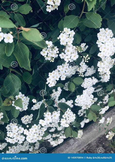 The little white flowers stock photo. Image of summer - 145970894