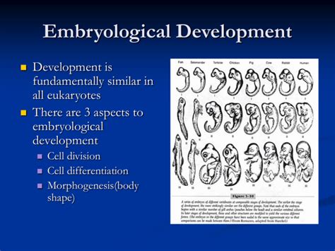 Embryological Development