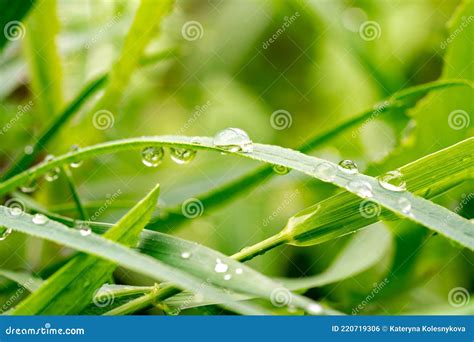 Green Grass With Raindrops Macro Photography Summer Background Stock