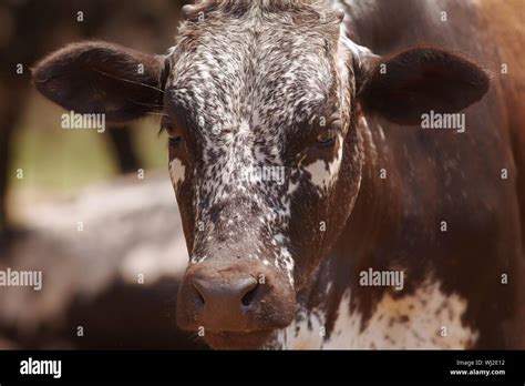 Herd Of Nguni Cattle Stock Photo Alamy