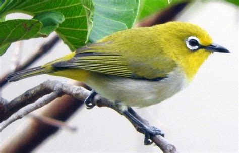 Jenis Burung Pleci Yang Ada Di Indonesia Jenis Net