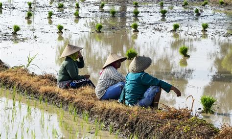 Bps Merosotnya Produksi Beras Imbas Penurunan Luas Lahan Panen