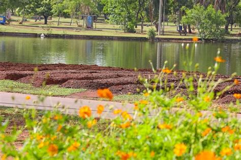 Parque da Cidade terá segunda horta comunitária Saiba como funcionará