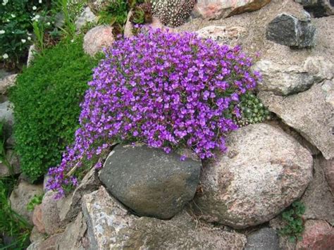 Plante De Rocaille Fleurs Pousse Rochers Montagnes Rockery Garden