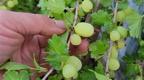 How To Grow Captivator Gooseberries In Your Garden Youtube