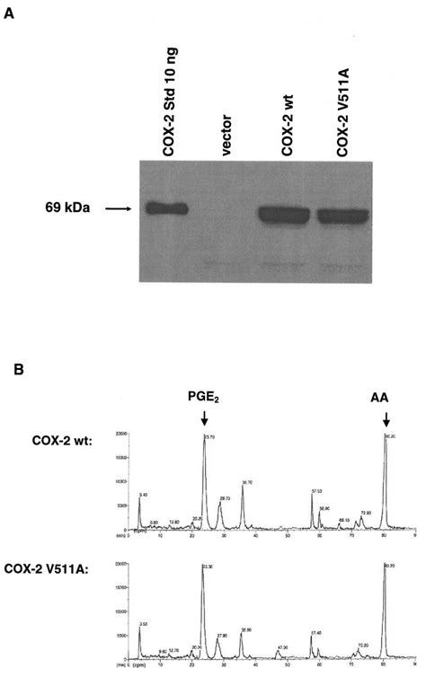 A Western Blot From Cell Lysates Of HCT116 Cells Transiently