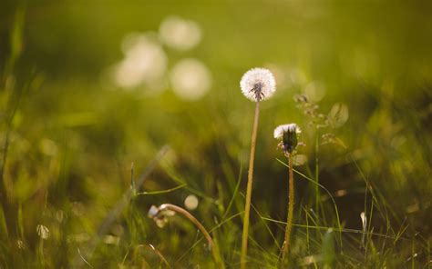 Wallpaper Sunlight Water Nature Plants Field Green Blossom