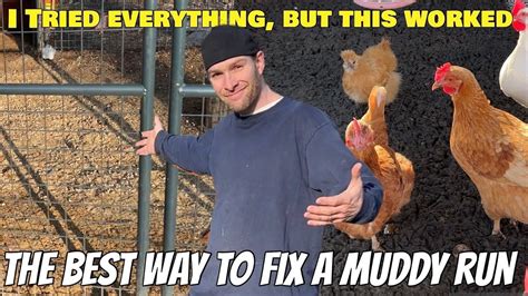 Best Solution To Fix A Muddy Chicken Coop Run How To Get Rid Of Mud