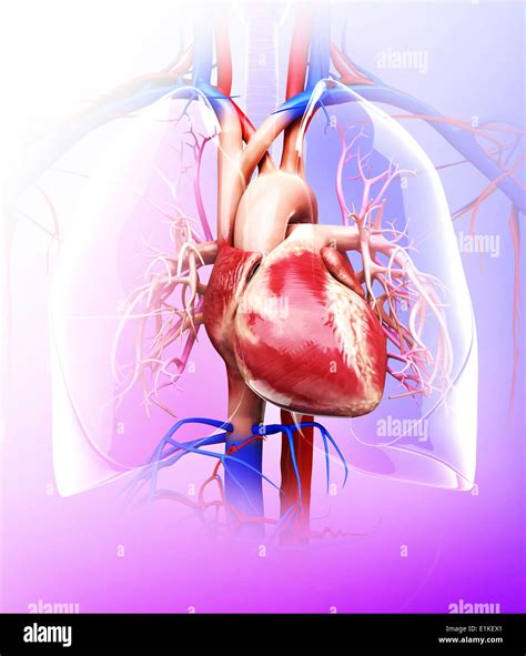Menschliches herz und lunge Fotos und Bildmaterial in hoher Auflösung
