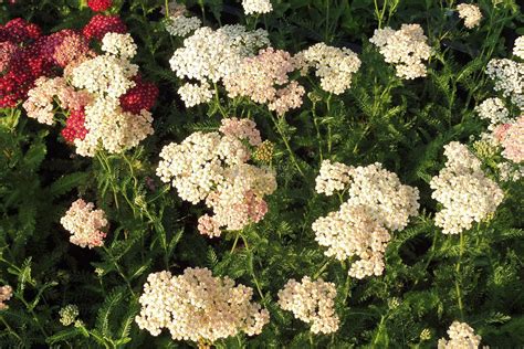 Achillea millefolium Lachsschönheit řebříček tzv bylinný obvaz