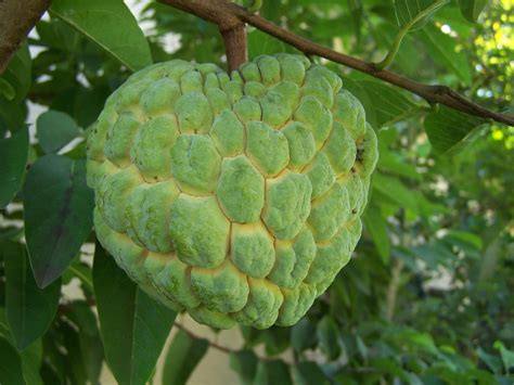 Sugar Apple Tree