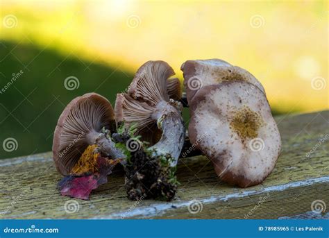 Wild Honey Mushrooms stock image. Image of green, beautiful - 78985965