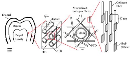 Dentin David Dunand Research Group Northwestern University