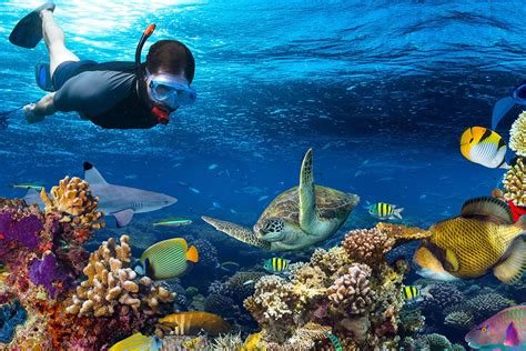 Snorkeling At Mahmya Island From Hurghada Adam S Tours Excursions