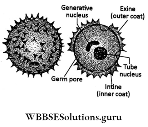 Wbbse Solutions For Class Life Science Chapter Continuity Of Life