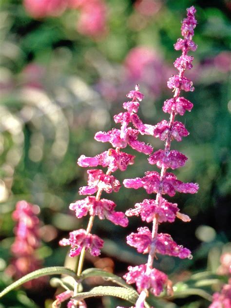 Winter Blooming Flowers Zone 8 - Jamal Garden Plant