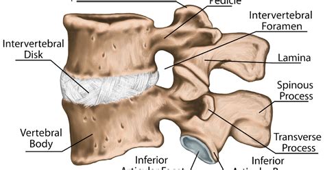 Lumbar Transverse Process Fractures Science Based