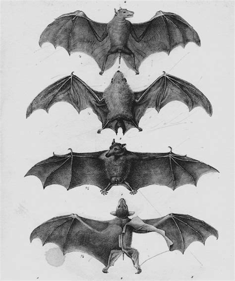 Bat Wings Anatomy - Anatomical Charts & Posters