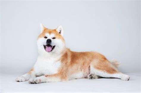 Japanese Akita temperament and training | Pets4Homes | Japanese akita ...