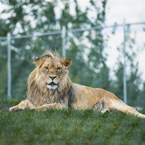 The Lions of Discovery Wildlife Park - Innisfail, AB : r/alberta