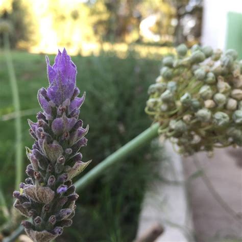 Un domingo tempranero Las lavandas de atrás de casa están hermosas