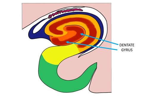 Dentate Gyrus Definition — Neuroscientifically Challenged