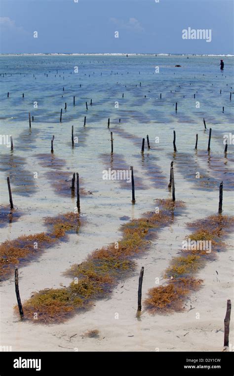 El Cultivo De Algas Fotograf As E Im Genes De Alta Resoluci N Alamy