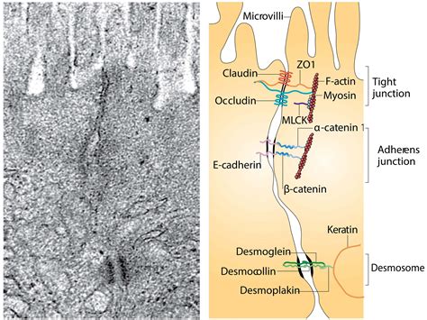 Cell Biology Of Tight Junction Structure Function Turner Lab