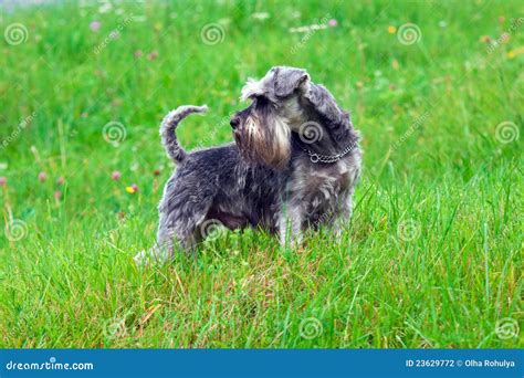 Pepper and salt schnauzer stock photo. Image of young - 23629772