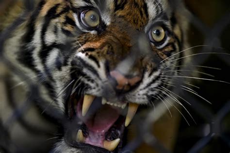 Four arrested in Indonesia tiger poaching case - National - The Jakarta ...